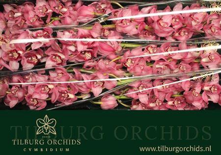 <h4>Cymb T Sky Scraper</h4>