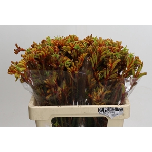 Kangaroofeeth Flavidus Bush Tango