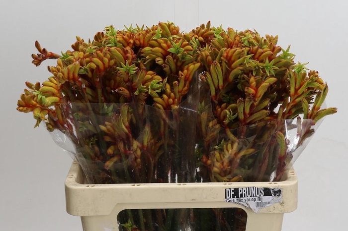 <h4>Anigozanthos Flavidus Bush Tango</h4>