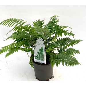 Dryopteris filix-mas
