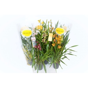 Cymbidium kleuren mix 1 tak