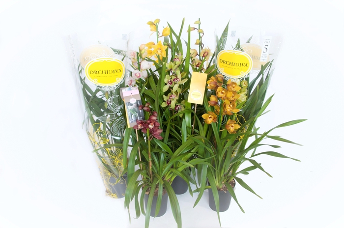 <h4>Cymbidium kleuren mix 1 tak</h4>