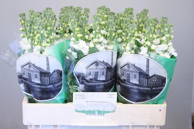 <h4>MATTH AIDA WHITE</h4>