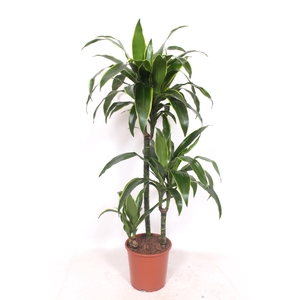 Dracaena Arturo 60-30-15