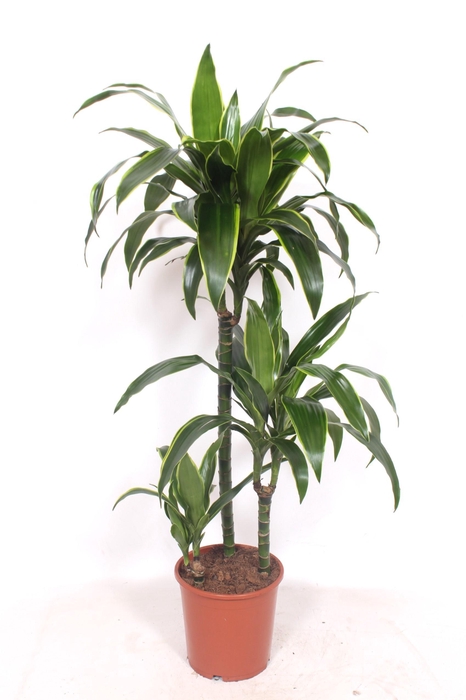 <h4>Dracaena Arturo 60-30-15</h4>