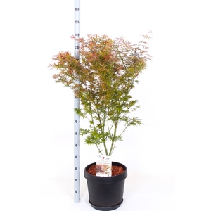 Acer Pa Jer Schwartz