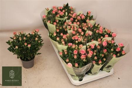 arr8 Ro Carousel Kord