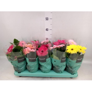 Gerbera   ...mix