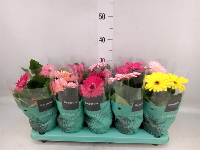 <h4>Gerbera   ...mix</h4>