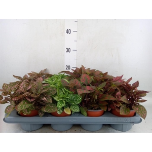 Hypoestes phyllo. 'Confetti C' .mix