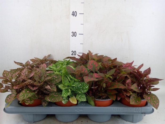 <h4>Hypoestes phyllo. 'Confetti C' .mix</h4>