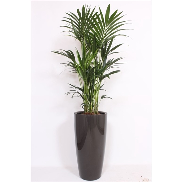 <h4>Howea Forsteriana in Santorini pot "antraciet"</h4>