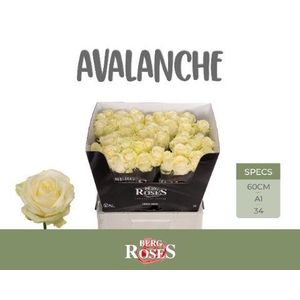 R GR AVALANCHE+ Berg White 60 cm