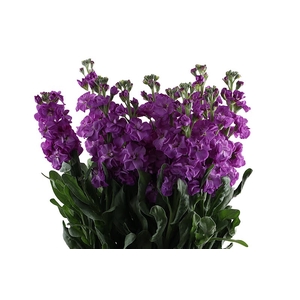 Matthiola Purple Extra