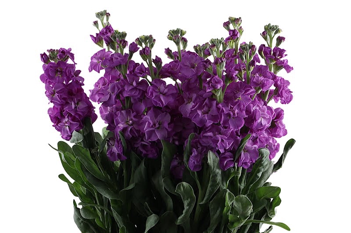 Matthiola Purple Extra