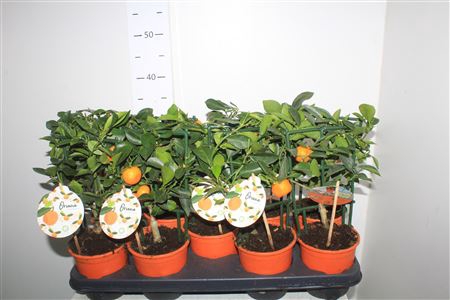 <h4>Citr Microcarpa</h4>