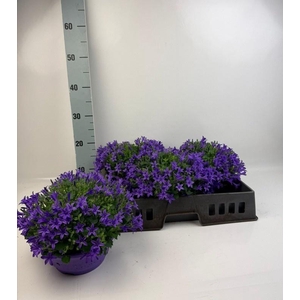 CAMP PORTENSCHLAGIAN