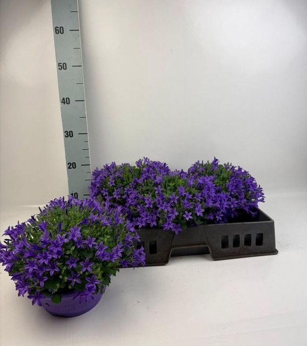 <h4>CAMP PORTENSCHLAGIAN</h4>