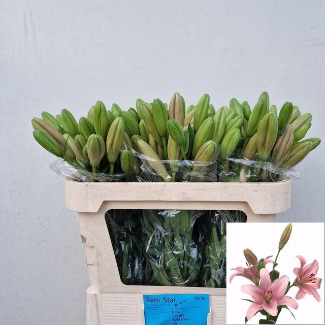 <h4>Li La Brindisi  2kop</h4>