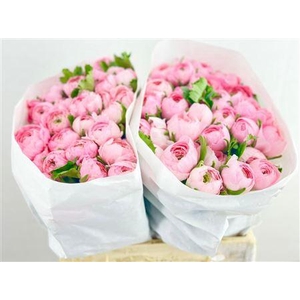 RANUNCULUS CLOONEY LADY