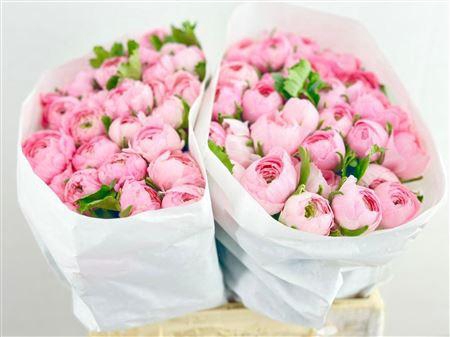 <h4>RANUNCULUS CLOONEY LADY</h4>