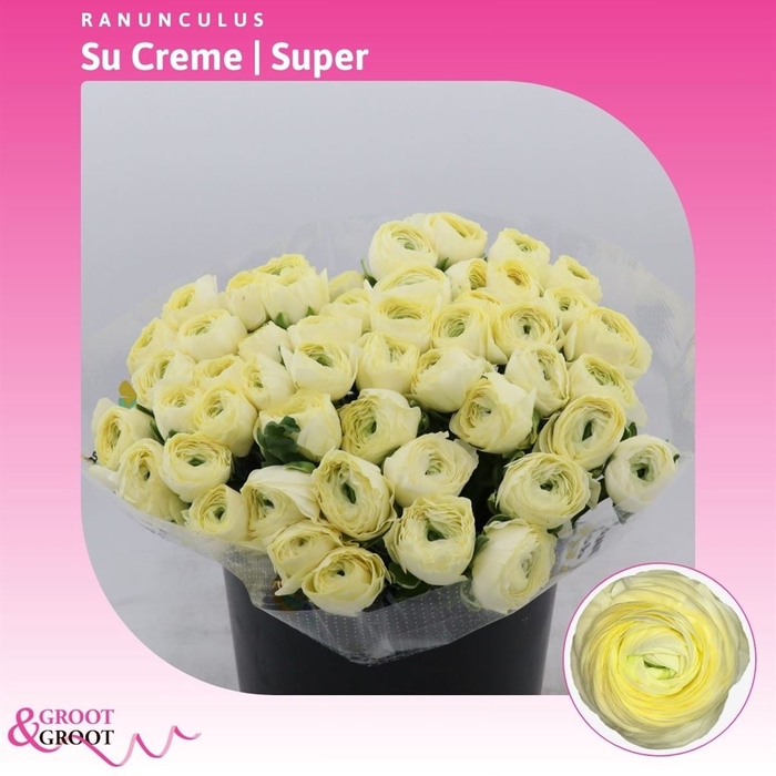 <h4>Ranunculus Success Creme | Extra</h4>