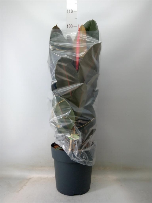 <h4>Ficus elastica 'Abidjan'</h4>