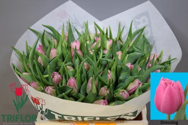 <h4>TU DU DRESSING</h4>