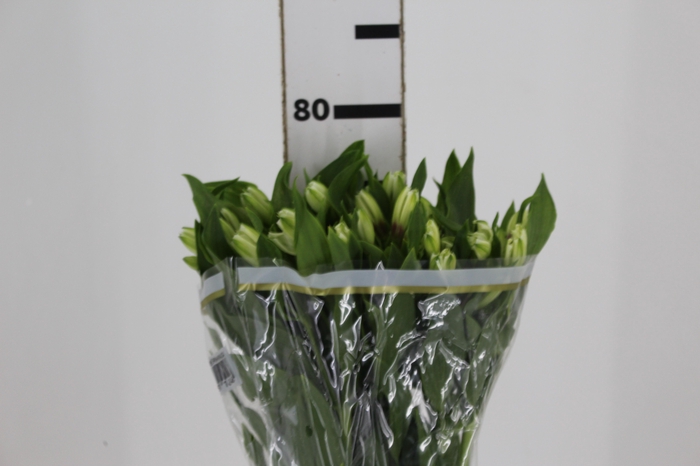 <h4>ALSTROEMERIA AVALANGE 080 CM</h4>