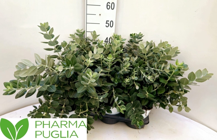 <h4>METROSIDEROS EXCELSA</h4>