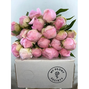 Paeonia Pink Giant