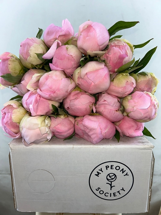 <h4>Paeonia Pink Giant</h4>