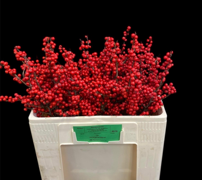 <h4>ILEX VE RODE BES</h4>