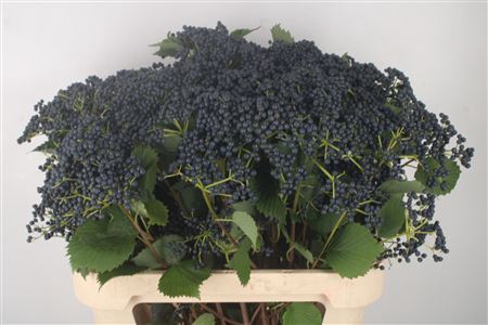 <h4>Viburnum Blueberry Hill 2+</h4>