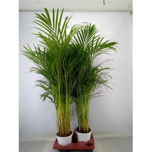 Dypsis lutescens   ...Chrysalidoca