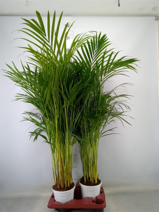 <h4>Dypsis lutescens ...Chrysalidoca</h4>
