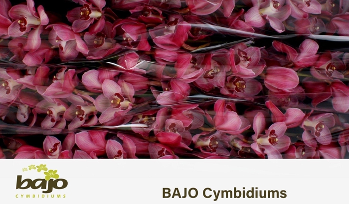 <h4>CYMB T HMS LAZISE</h4>