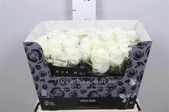 <h4>R Gr Noelia</h4>