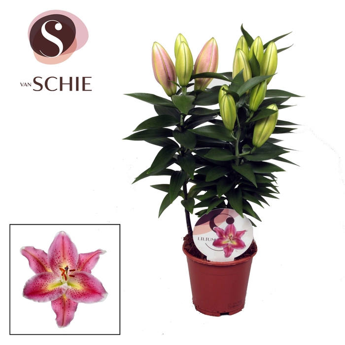 <h4>Lilium Or Reeleeze 13cm</h4>