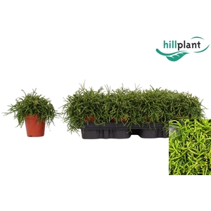 RHIPSALIS BA OASIS