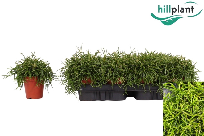 <h4>RHIPSALIS BA OASIS</h4>