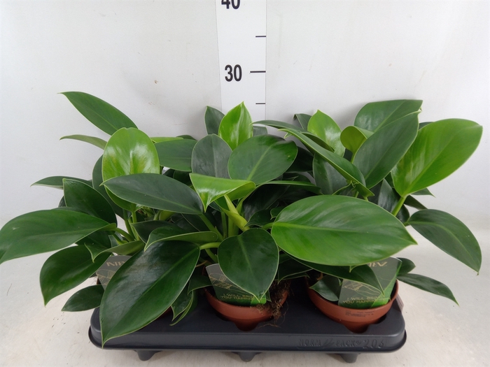 <h4>Philodendron  'Green Princess'</h4>