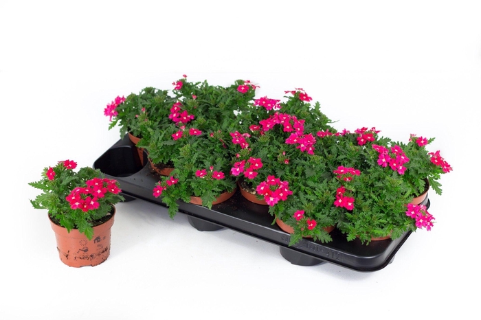 <h4>Verbena Drums Cherry</h4>