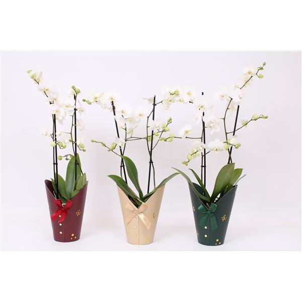 <h4>Phal. Multiflora "Venice" 2-tak Kerstpotcover</h4>