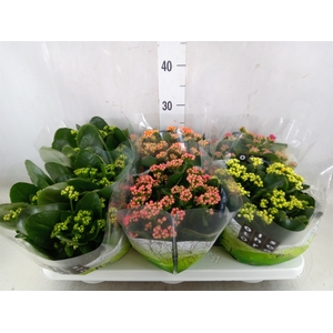 Kalanchoe blos.   ..rosebud mix  4