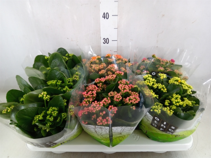<h4>Kalanchoe blos.   ..rosebud mix  4</h4>