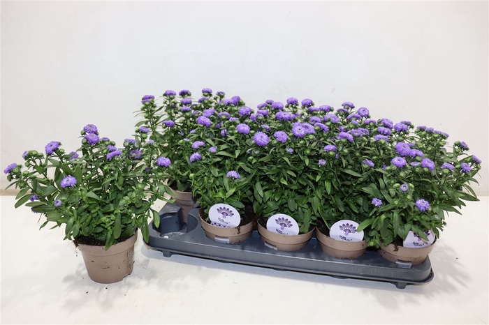 <h4>Aste Showm Blue Bayo</h4>