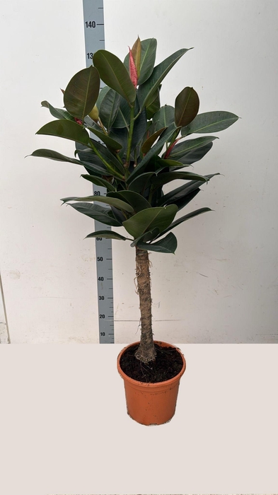 <h4>FIC EL ROBUSTA</h4>