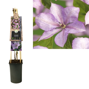 Clematis 'Margaret Hunt' +3.0 label