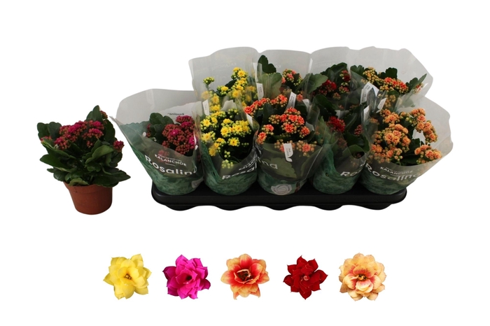 <h4>KAL GE RO GEM 5 KL</h4>